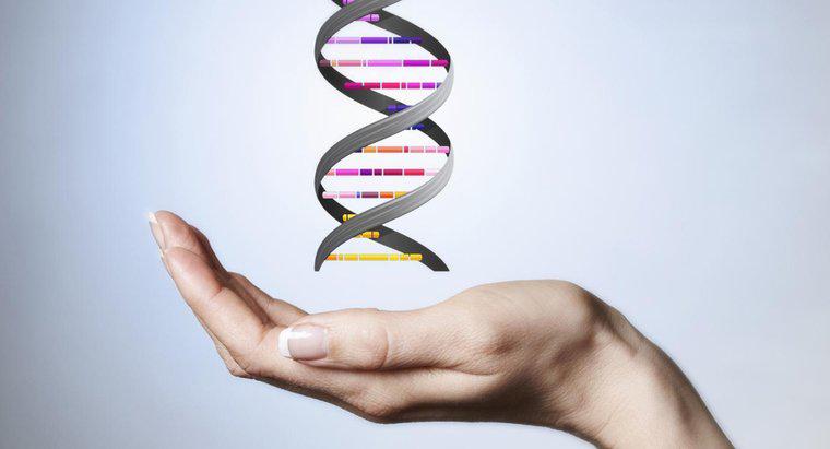 DNA Molekülünün Omurgasını Ne Yapar?