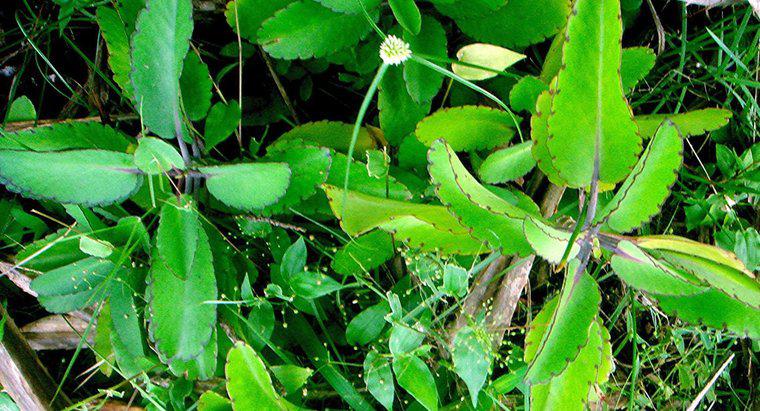 Bryophyllum'un Tıbbi Kullanımları Nelerdir?