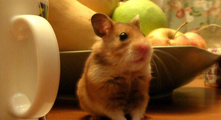 Hamster Elma yiyebilir mi?
