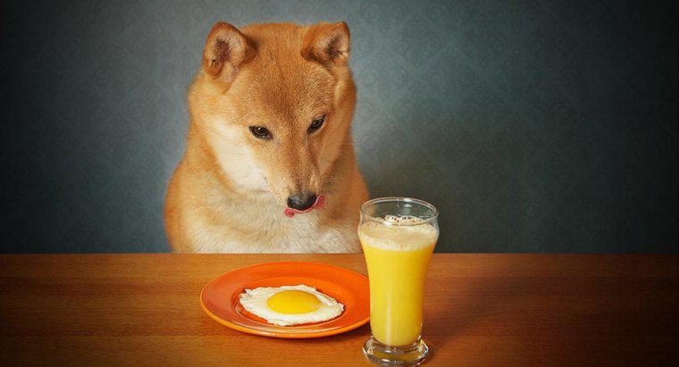 Köpekler Pişmiş Yumurta Yedebilir mi?