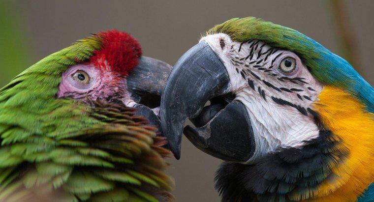 Macaws genellikle ne yemek?