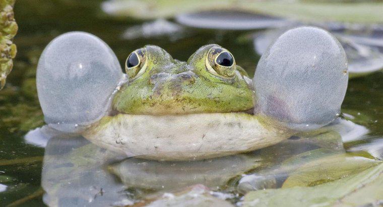 Kurbağalar Nasıl Konuşur?
