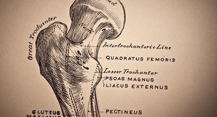 Femur Boyun Osteopeni Nedir?