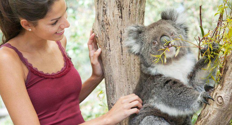 Bir Koala Alabilir misin?