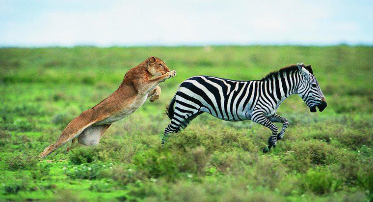 Hangi Hayvanlar Zebra'nın Yırtıcıları?
