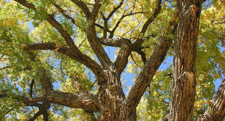 Cottonless Cottonwood Ağacı Nedir?