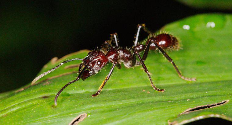 Kurşun karıncalar nerede yaşıyor?