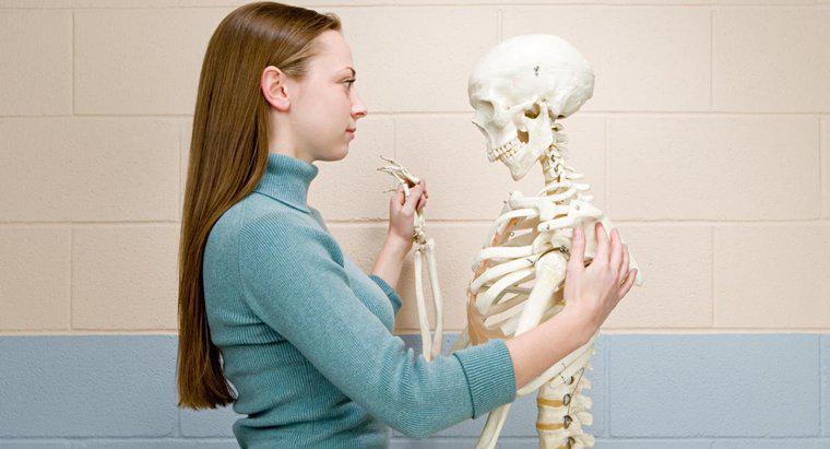 Bir Kadın İçin Normal Kemik Yoğunluğu Skoru Nedir?