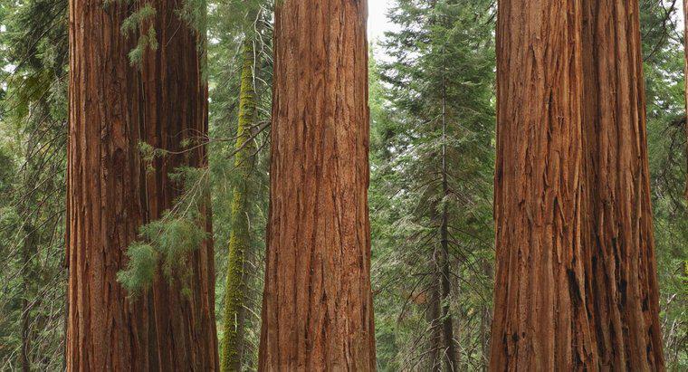 Kaliforniya'daki Milli Parkların Listesi Nedir?