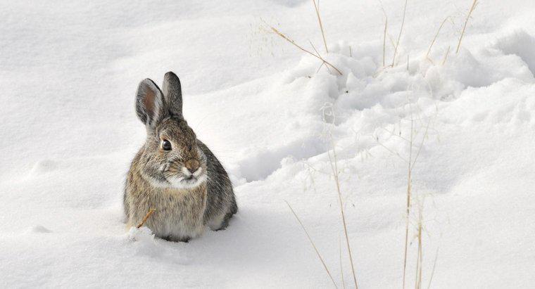 Tavşanlar kışın kış uykusunda mı?