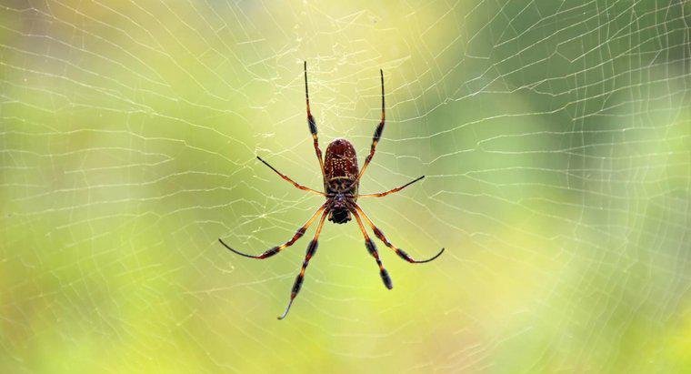 Örümcek Isırıklarından Alınan Derideki Telltale Belirtileri Nelerdir?