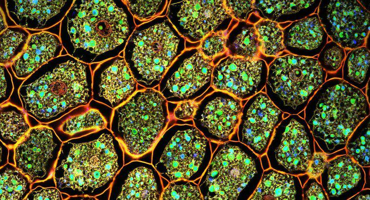 Bitki Hücreleri Arasındaki Fark Nedir Vs. Hayvan Hücreleri?
