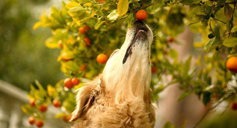 Hangi Meyveler Köpeklere Zehirlidir?