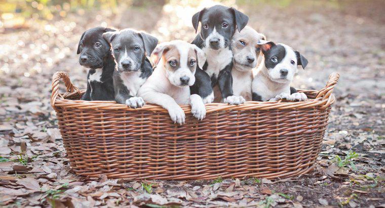 Pitbull yavruları için en iyi köpek maması nedir?