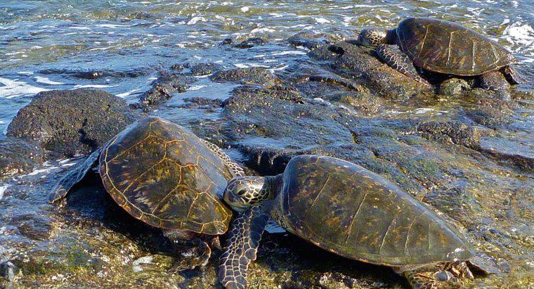 Bir grup deniz kaplumbağası denir mi?