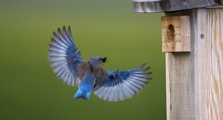 Bir Bluebird'in Sembolik Anlamı Nedir?