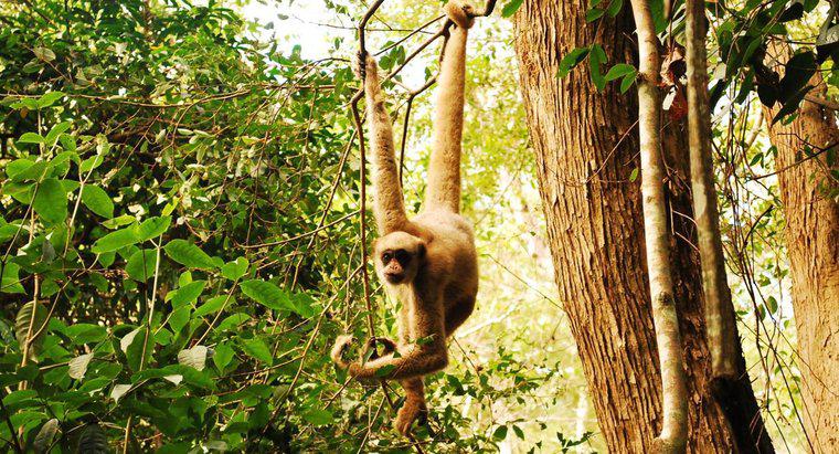 Maymunlar Ormanda Nasıl Kurtulur?