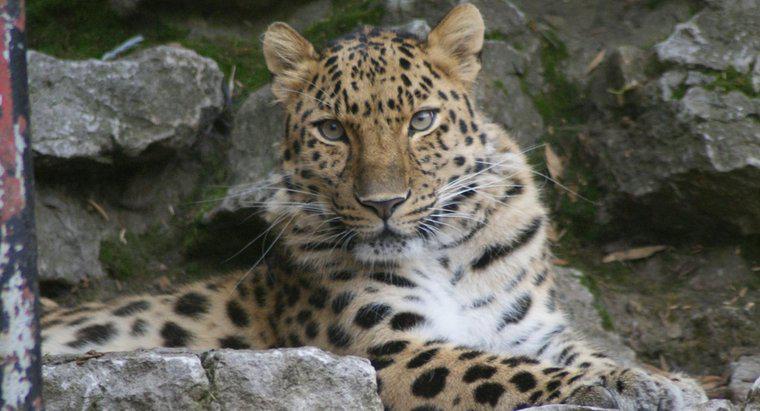 Amur Leopard Besin Zincirinde Nelerdir?