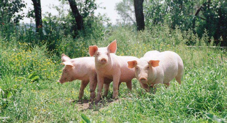 Bir grup domuz denilen nedir?
