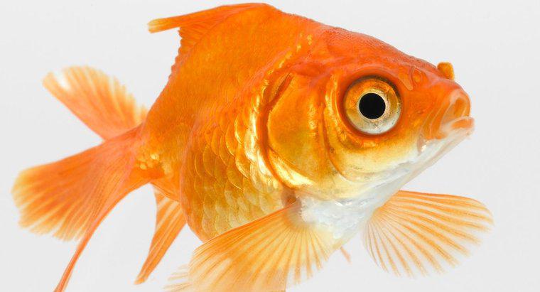 Goldfish Neden Havalandırıyor?