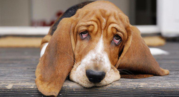 Köpekler İçin Önerilen İbuprofen Dozu Nedir?