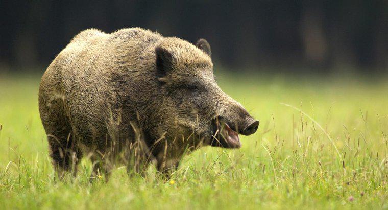 Bir dişi domuz denilen nedir?