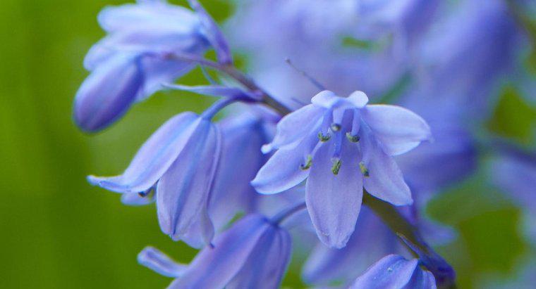 Bluebells ne zaman çiçek açar?