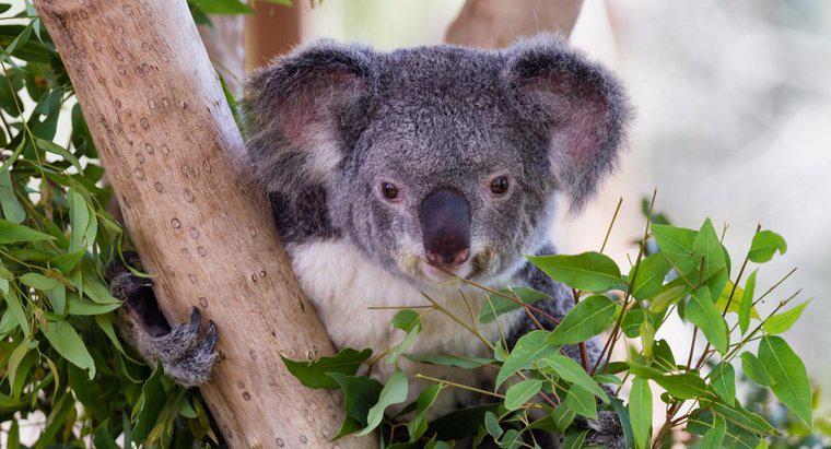 Koalas Bambu Yiyor mu?