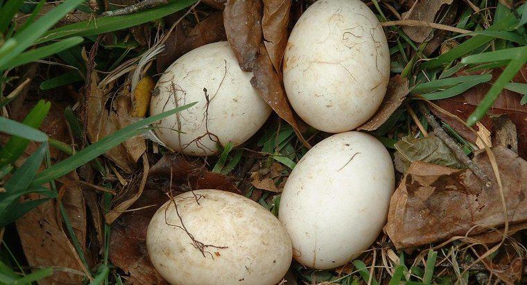 Kuluçkalanmamış Kuş Yumurtası Nasıl Bakım Verirsiniz?