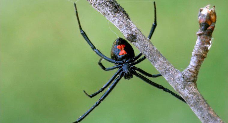 Kara Dul Örümceğin Belirleyici Özellikleri Nelerdir?
