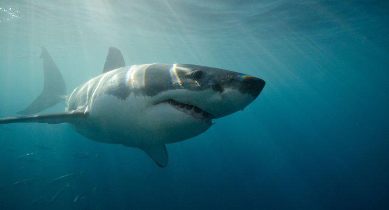 Büyük Beyaz Köpekbalığı Ne Kadar Hızlı Yüzebilir?