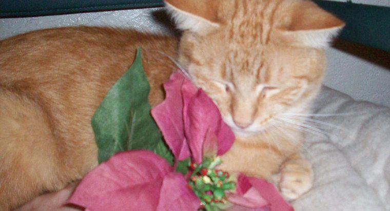 Atatürk çiçeği bitkileri kedilere zehirli midir?