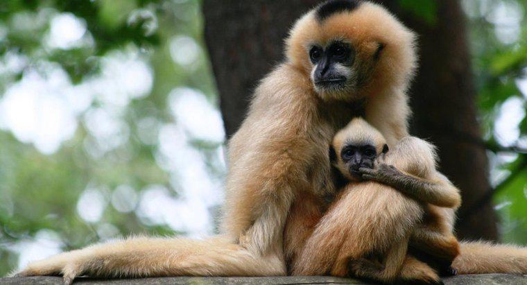 Bir Maymun Aynı Anda Kaç Bebek Sahip Olabilir?