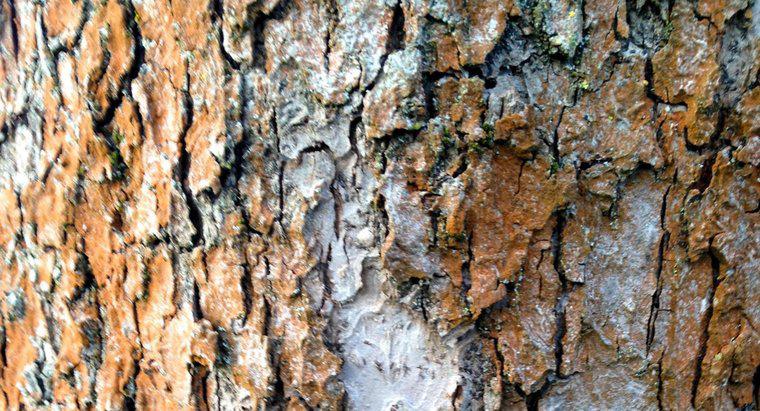 Bark Eksik Bir Ağacı Nasıl Düzeltirsiniz?