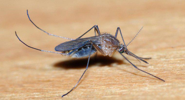 Bir Sivrisinek Kaç Diş Var mı?