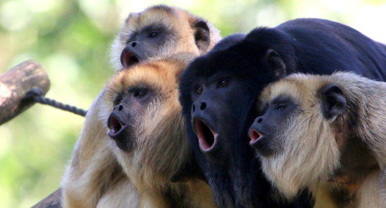 Wild Howler Monkeys nerede yaşıyor?