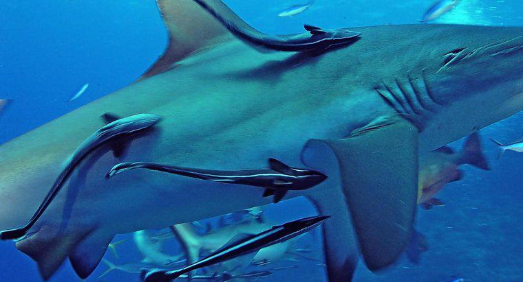 Remoras ve Köpekbalıkları Arasındaki Simbiyoz Nedir?