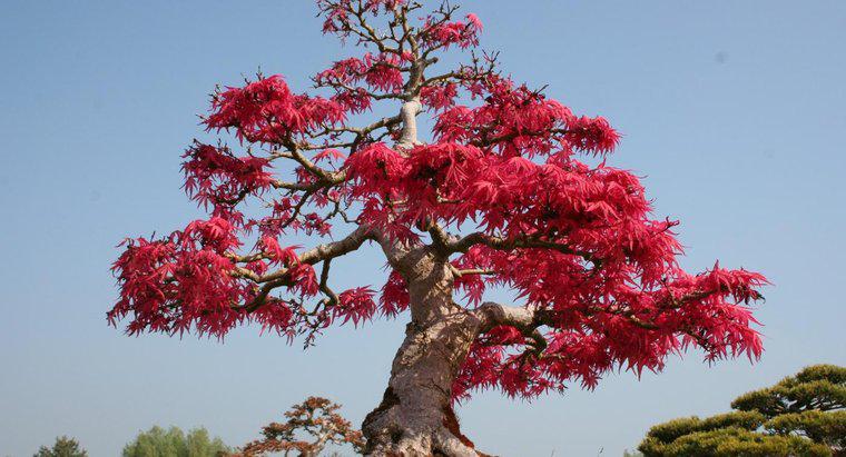 Bonsai Ağacının Anlamı Nedir?