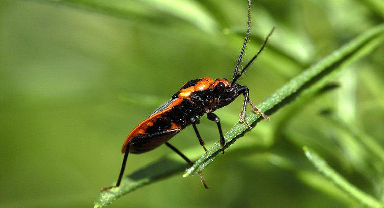 Boxelder Bugs'u Nasıl Öldürürsünüz?