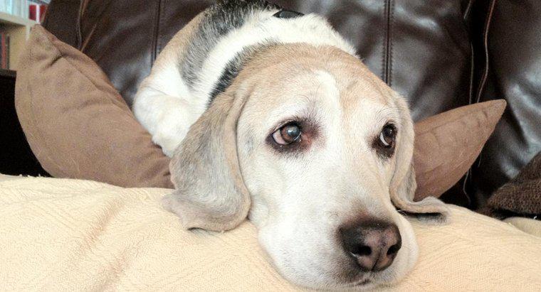 Köpeklerde Tiroid Sorunlarının Belirtileri Nelerdir?