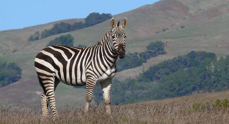 Bir Zebra Sesi Nasıldır?