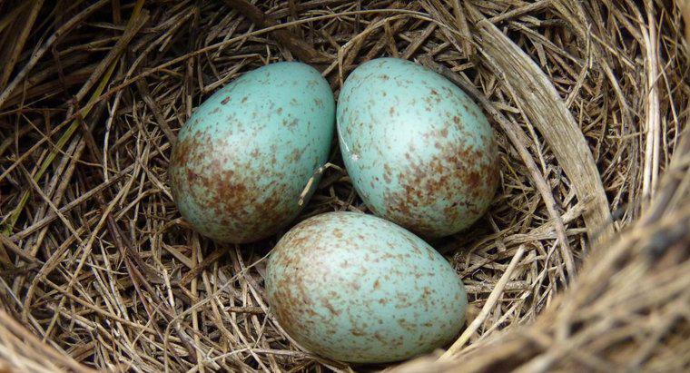 Amniyotik Yumurtanın Avantajları Nelerdir?