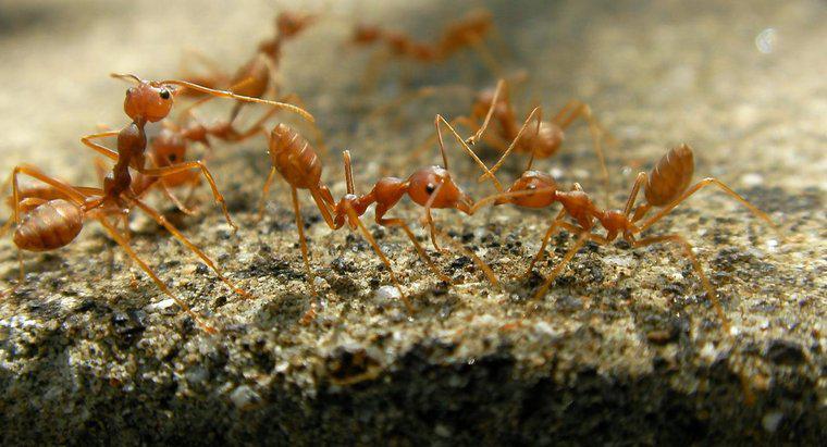 Ateş Karınca Isırıkları İçin En Etkili Tedavi Nedir?