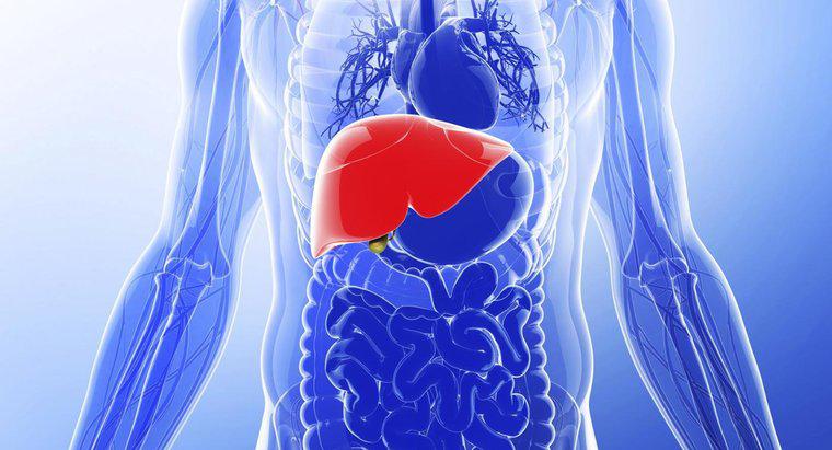 Karaciğerin Normal Büyüklüğü Nedir?