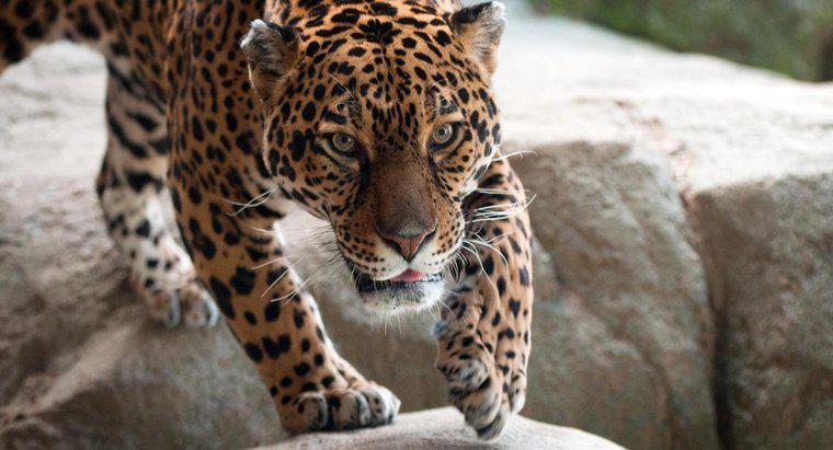 Jaguarlar nerede yaşıyor?