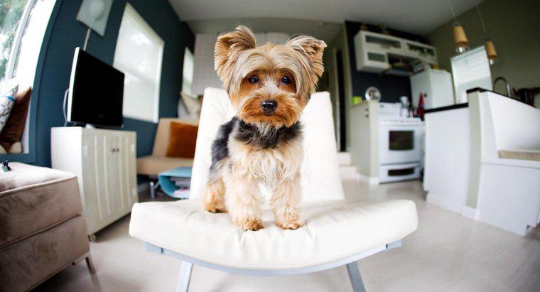 Bir apartman için iyi orta boy köpekler nelerdir?