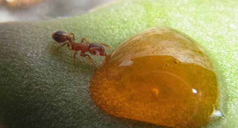 Bal Karıncaları Ne Yiyor?