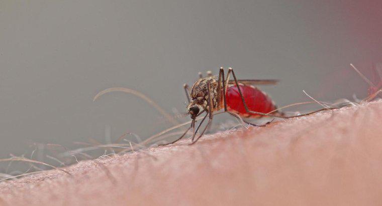 Sivrisinek ısırıkları ne kadar sürer?