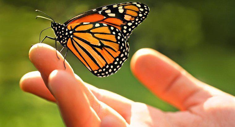 Monarch Kelebekleri Hakkında Bazı Gerçekler Nelerdir?