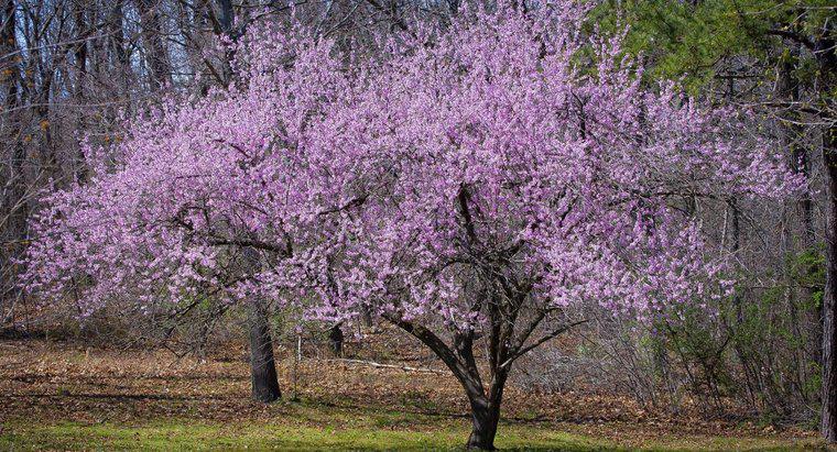 Dogwood Ağaçları Neden Kokuyor?